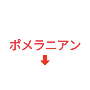 素材 ポイントポインター401ポメラニアン↓