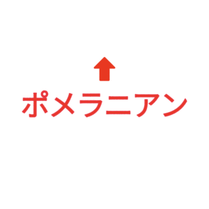 素材 ポイントポインター401ポメラニアン↑